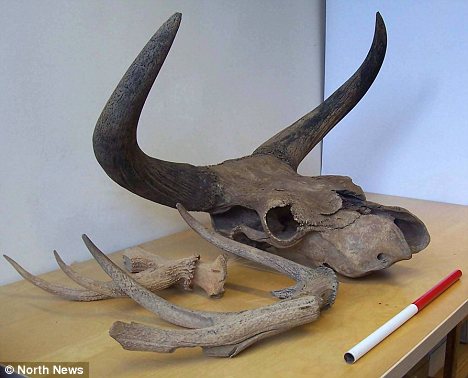 auroch skull found in Britain